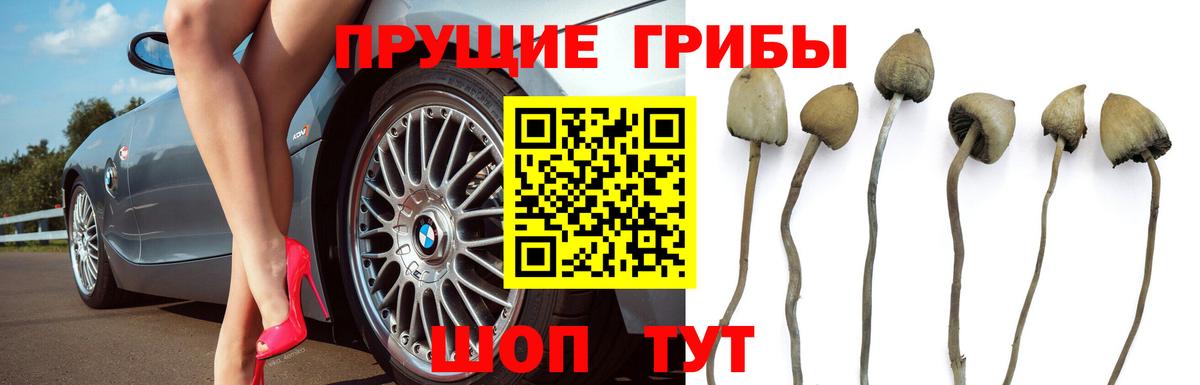 Назрань  Галлюциногенные грибы Magic Shrooms  купить наркотики цена  Псилоцибиновые грибы ЛСД  Вход с VPN 